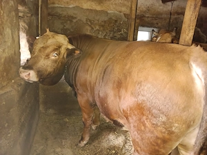 Tauraș de vânzare  - imagine 2