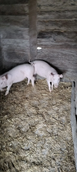 Vând Șoldani  - imagine 2