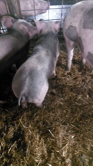 vand sau schimb 2 scrofite  - imagine 2