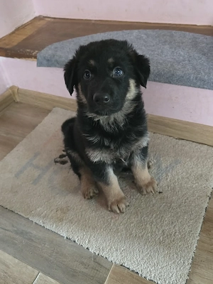 Căței de ciobănesc german 