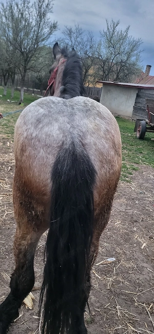 Manza de vanzare - imagine 3