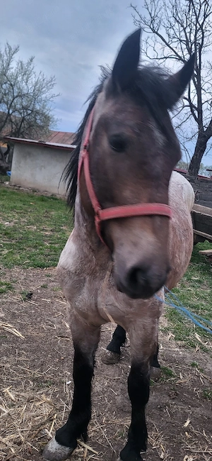 Manza de vanzare - imagine 4