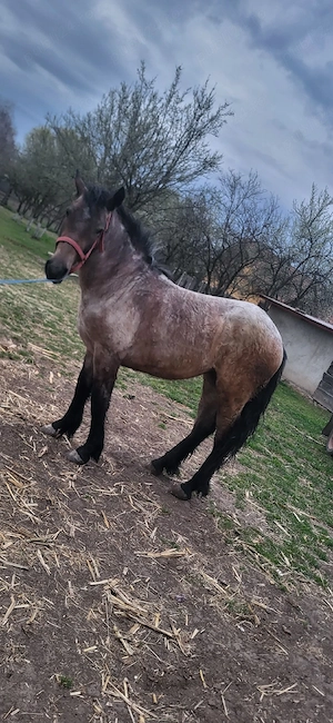 Manza de vanzare - imagine 5