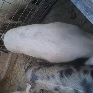 Vand porci rasa carne.