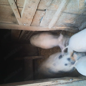 Vand porci rasa carne. - imagine 4