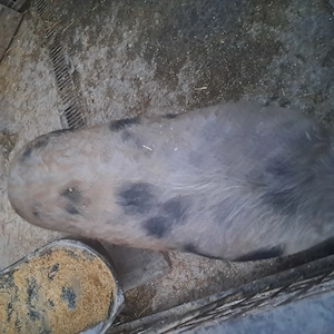 Vand porci rasa carne