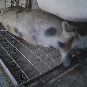 Vand porci rasa carne. - imagine 2