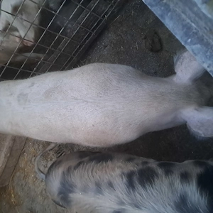 Vand porci rasa carne. - imagine 3