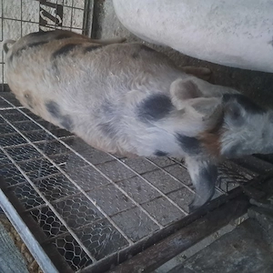 Vand porci rasa carne. - imagine 5