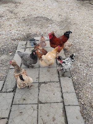 Vând oua pentru incubat de la găini motate - imagine 2