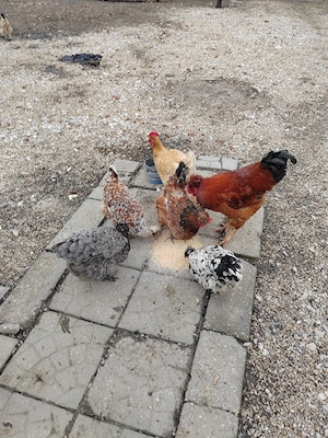 Vând oua pentru incubat de la găini motate