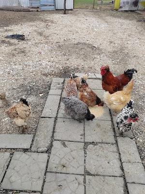 Vând oua pentru incubat de la găini motate - imagine 3