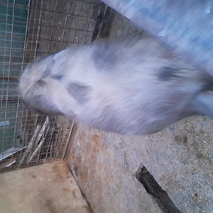 Vand porci rasa carne. - imagine 5