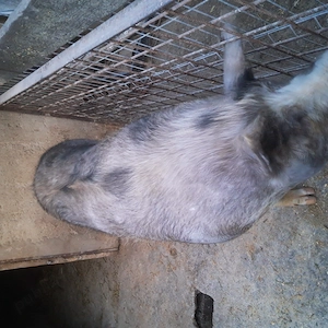 Vand porci rasa carne. - imagine 2