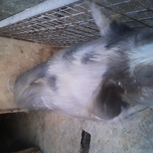 Vand porci rasa carne. - imagine 3