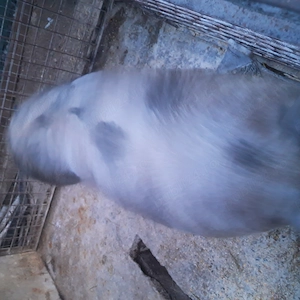 Vand porci rasa carne. - imagine 4