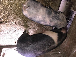 Porci de vanzare - imagine 3