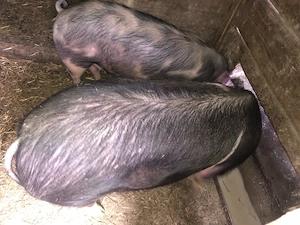 Porci de vanzare - imagine 2