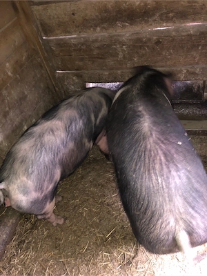 Porci de vanzare - imagine 4