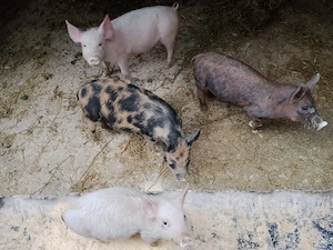 purcei de vanzae - imagine 2