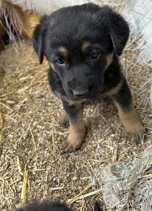 Vand pui catei ciobanesc german - imagine 4