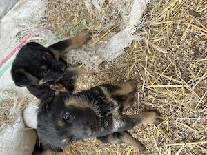 Vand pui catei ciobanesc german - imagine 2