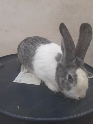 Mascul de vânzare  - imagine 2