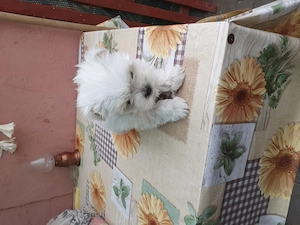 cățelușă  bhișon  de 2 luni vacinnată caută casă nouă  - imagine 2