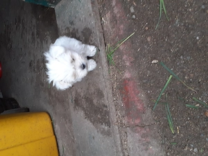 cățelușă  bhișon  de 2 luni vacinnată caută casă nouă  - imagine 3