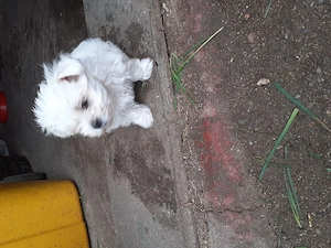 cățelușă  bhișon  de 2 luni vacinnată caută casă nouă  - imagine 4