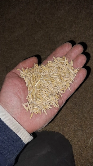 Ovăz și porumb de vânzare - imagine 2