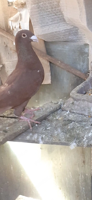 Vând porumbei roșii și galbeni - imagine 3