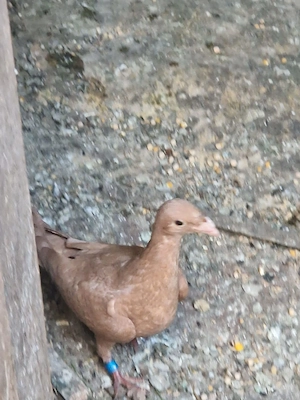 Vând porumbei roșii și galbeni - imagine 2