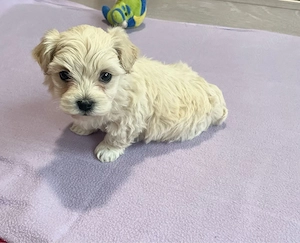 bichon maltez talie mica toy