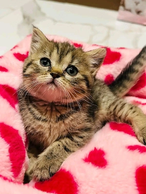 vand pui british shorthair 