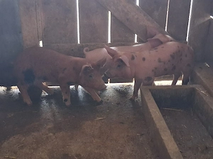 vând  3 purcei de 9 săptămâni 