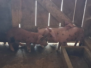 vând  3 purcei de 9 săptămâni 