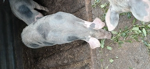 De vanzare 3 scrofițe - imagine 3