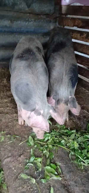 De vanzare 3 scrofițe - imagine 4