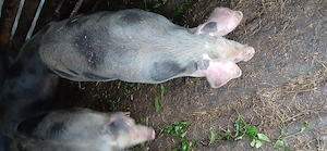 De vanzare 3 scrofițe - imagine 2