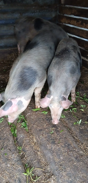 De vanzare 3 scrofițe