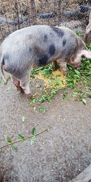 De vanzare 3 scrofițe - imagine 5