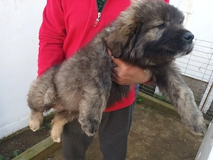 Catei rasa ciobanesc 