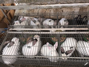 iepuri pentru Paste  - imagine 2