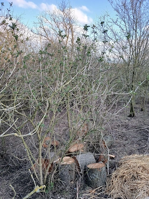 42km de Mangalia,63 de Constanta ,casa din piatra! - imagine 7