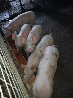 vand purcei - imagine 2