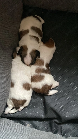 Cățeluși Shih Tzu disponibili  - imagine 2