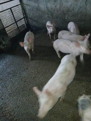 vand purcei - imagine 3