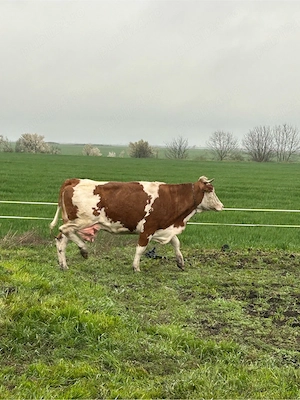 vaci cu lapte  - imagine 4