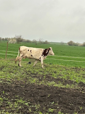 vaci cu lapte  - imagine 5